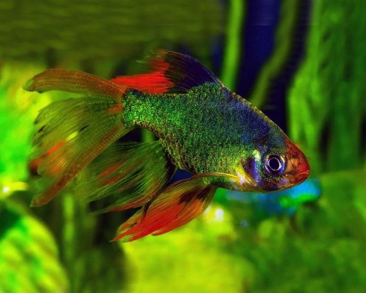 Trop aquarium store